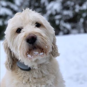 Meet your Posher, Casey